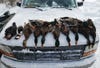 A four-person daily bag limit of mallard ducks on the hood of a Ford F-150 pickup truck.