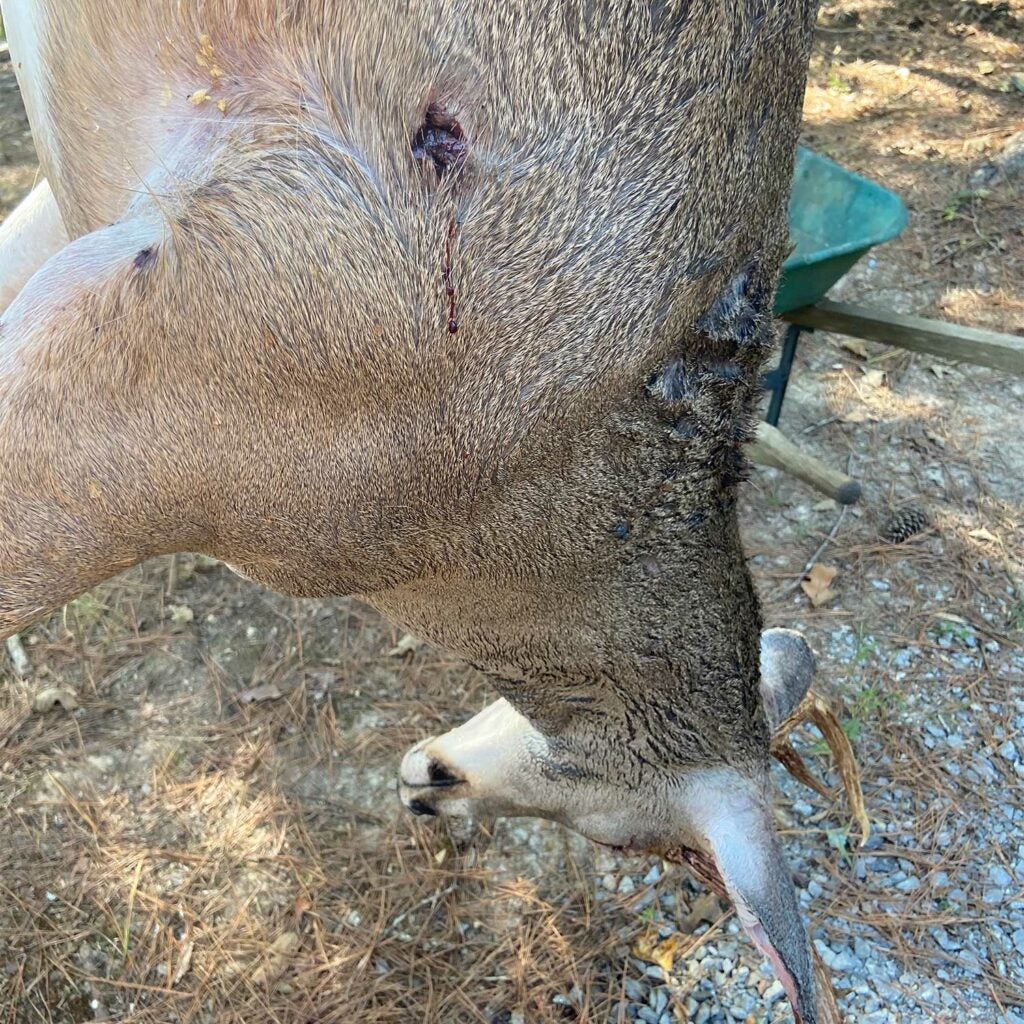 A whitetail deer with a bullet wound behind the shoulder.