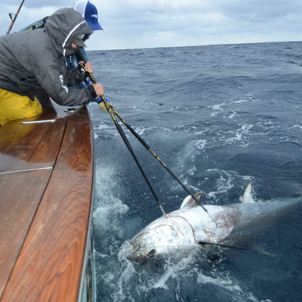 An angler pulls a bluefin tuna boatside.