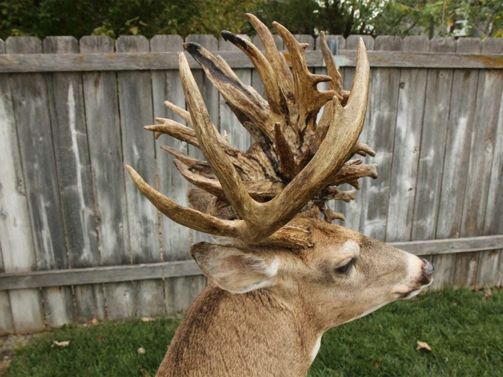 A whitetail buck mount with a large whitetail nontypical spread.