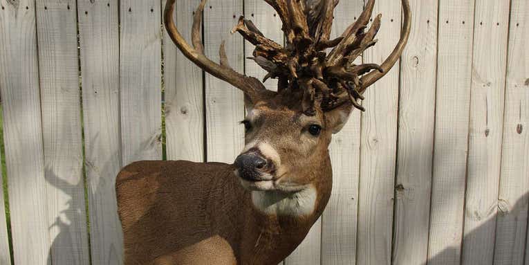 Panel Scored: Brian Butcher Buck Is Officially the No. 2 Non-Typical Whitetail Bow Kill of All Time