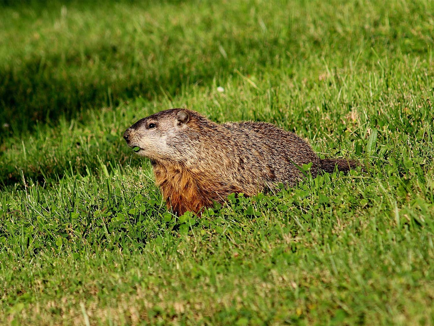 A groundhog walking through a field of grass.