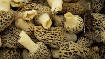 Where to Find Morel Mushrooms This Spring