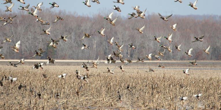 The Alleged Double Murder on Reelfoot Lake Points to a Problem Duck Hunters Must Fix