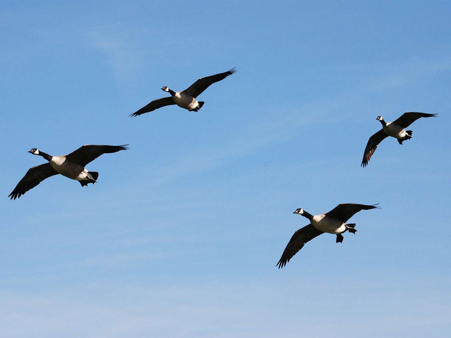 Four late-season Canada geese approach the decoys.