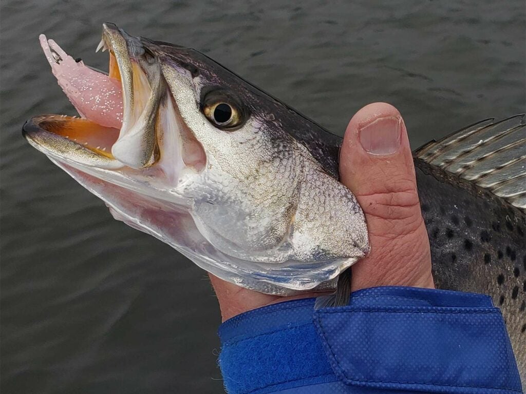 Top Tactics for Giant Speckled Trout in Winter