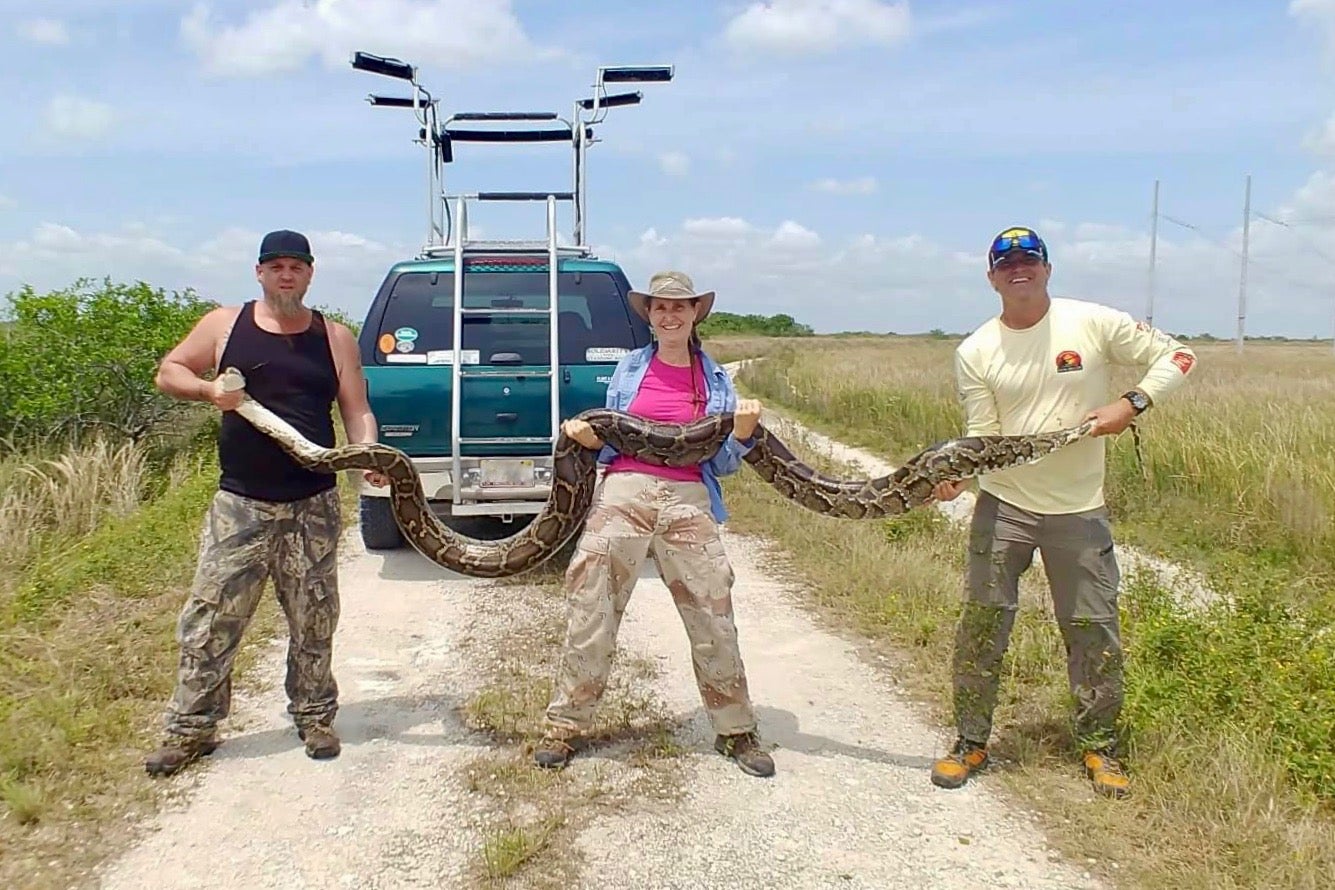 Three people hold up a fourteen foot python.