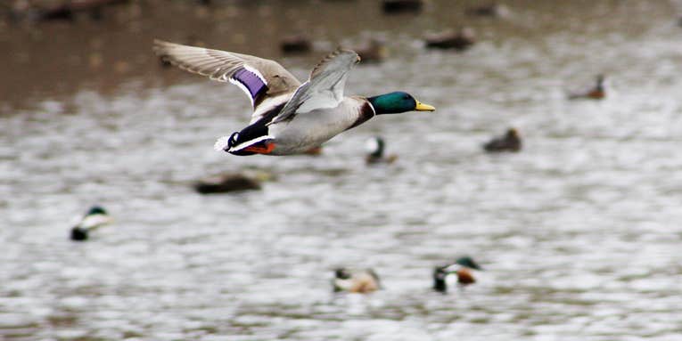 Biden Administration Delays Rollback of Migratory Bird Protections