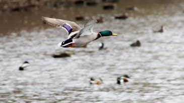 Biden Administration Delays Rollback of Migratory Bird Protections