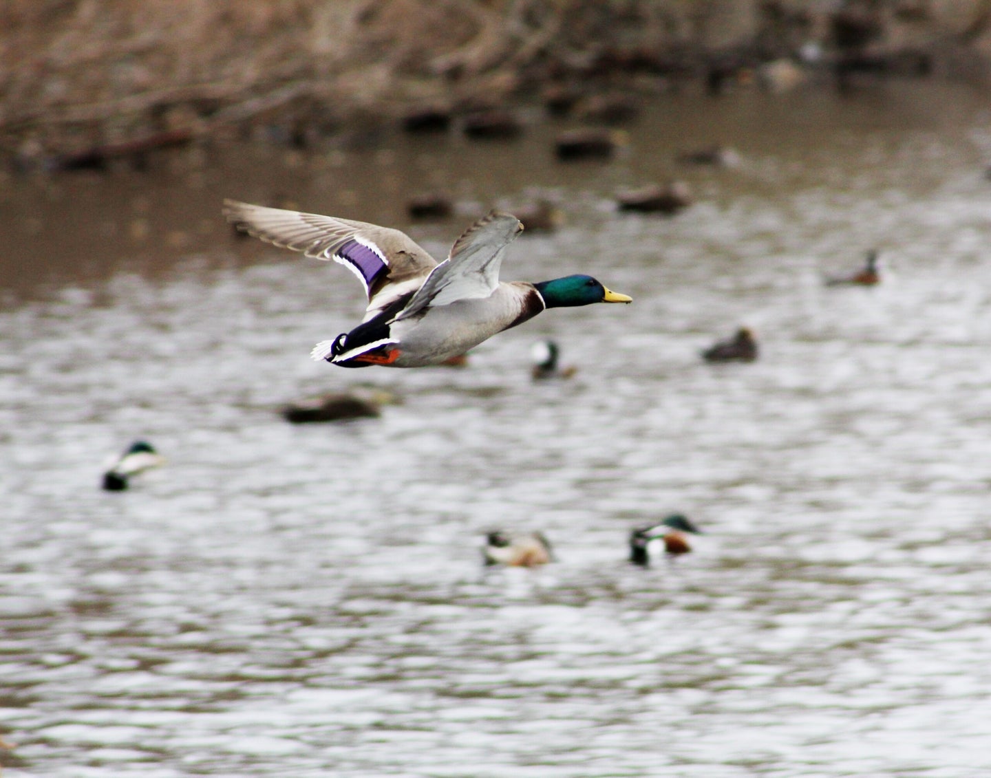 A drake mallard flying over the water.