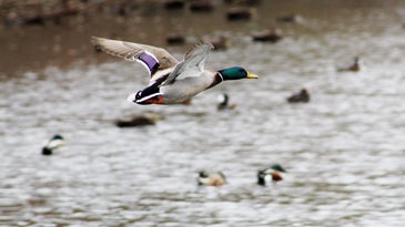 A drake mallard flying over the water.