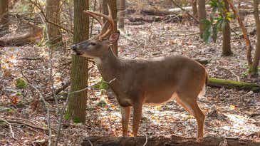 The 7 Best .223 Loads for Whitetail Deer Hunting