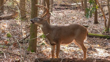 The 7 Best .223 Loads for Whitetail Deer Hunting
