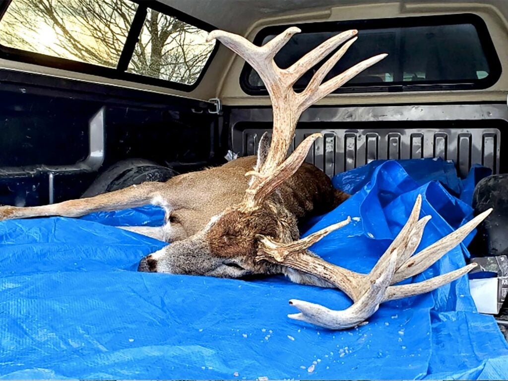 A dead whitetail buck lies on a tarp in the back of a truck.