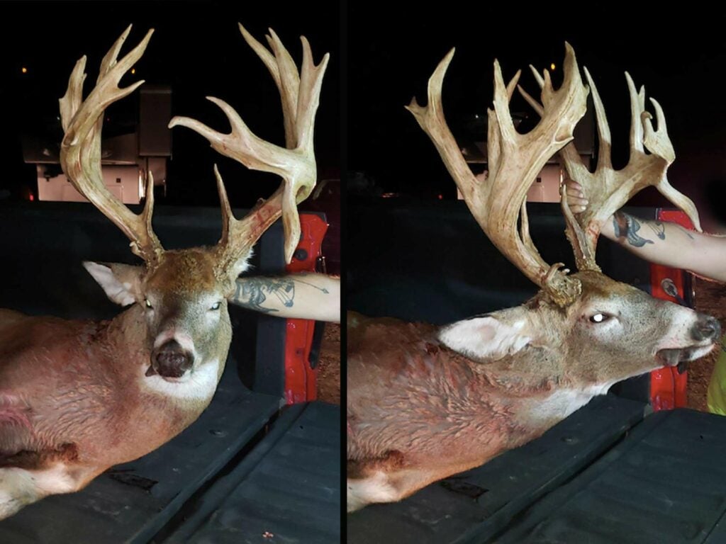 Side by side images of a whitetail deer head and antlers from different angles.