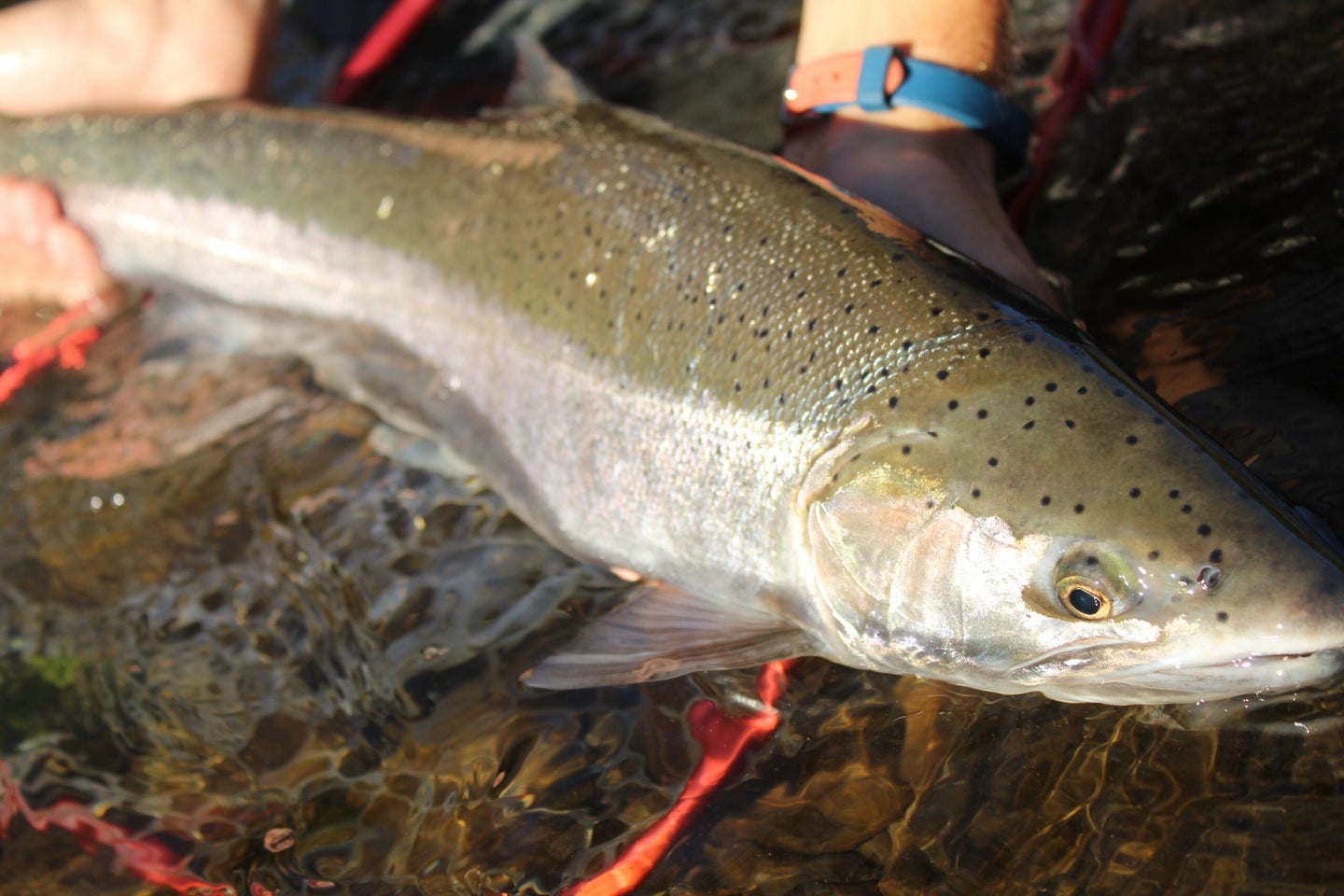Angler holding a steelhead fish in the water.