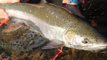 Angler holding a steelhead fish in the water.