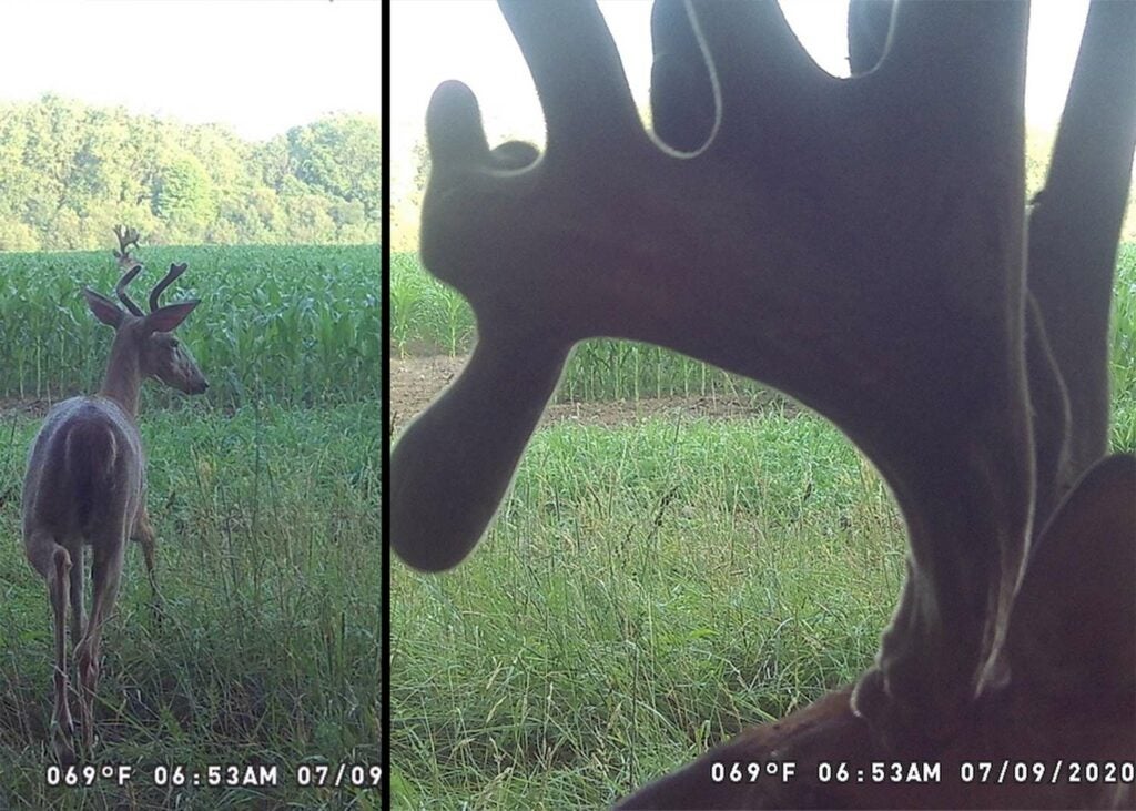 Trail camera footage of a whitetail buck.