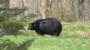 Video: Why Did This Giant Black Bear Emerge from His Den So Early?