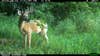 A trail camera image of a buck in tall grass.