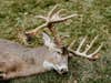 A whitetail buck on the ground.