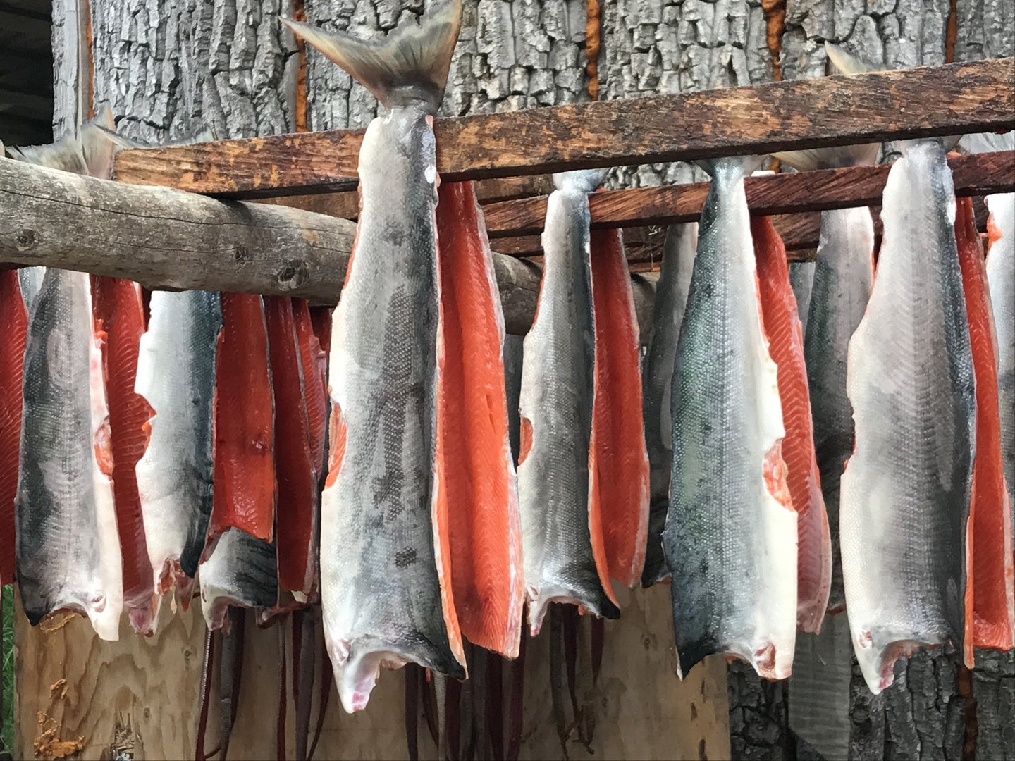 Salmon fillets hanging on sticks in Alaska.