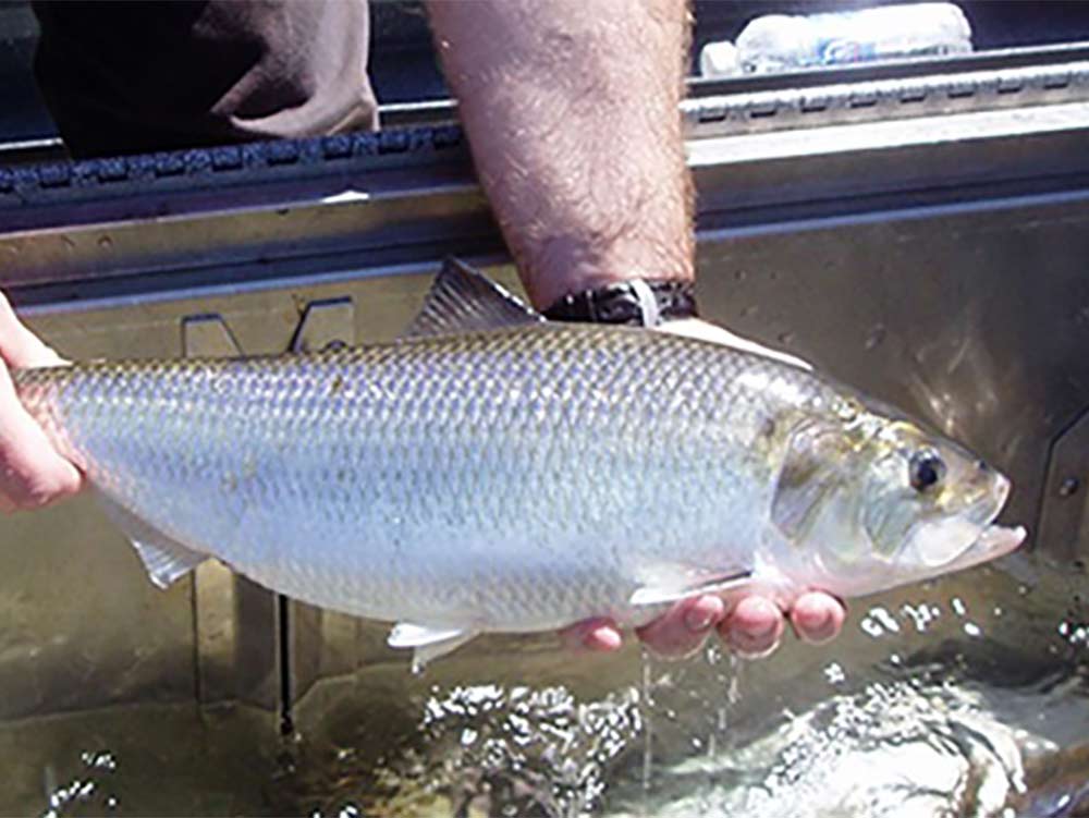 A man holds a large American Shad out of the water.