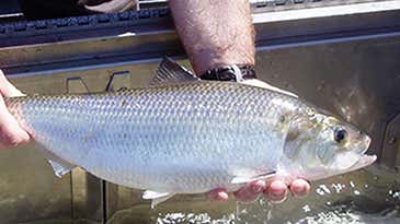 American Shad, Our ‘Founding Fish,’ Returns to its Home Waters After 300 Years