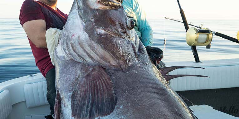 Florida Anglers Land Giant Warsaw Grouper That Nearly Weighed 300 Pounds