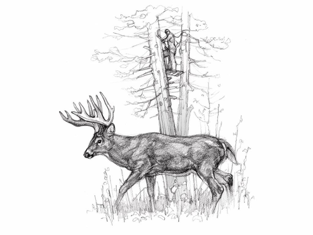 A pencil illustration of a whitetail deer.