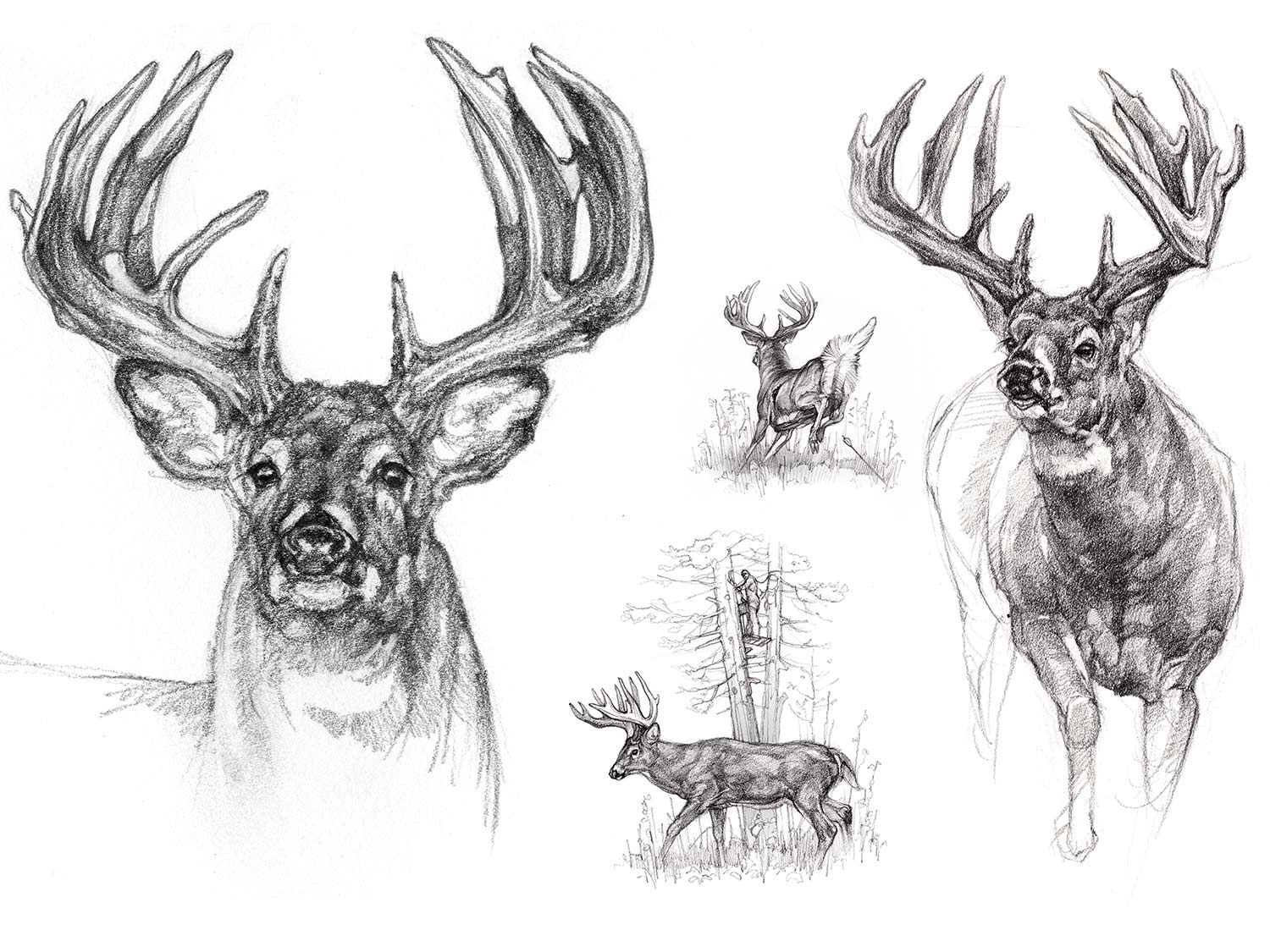 Hunting drawing deer and leopard drawing drawing  YouTube