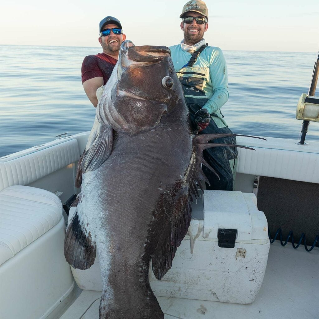 A man stands next to a large warsaw grouper.