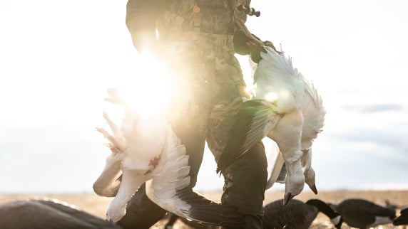Snow Goose Hunting: A Beginner’s Guide