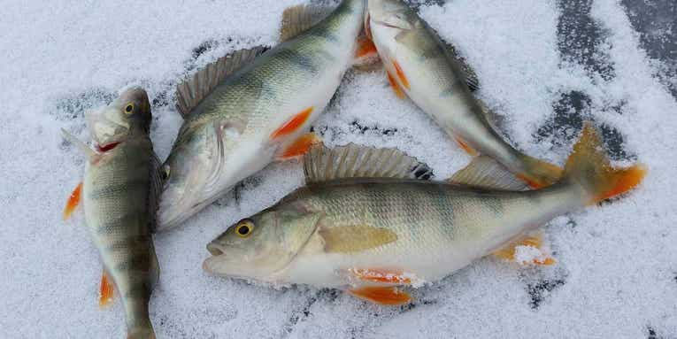The Best Ice Fishing Rods of 2024