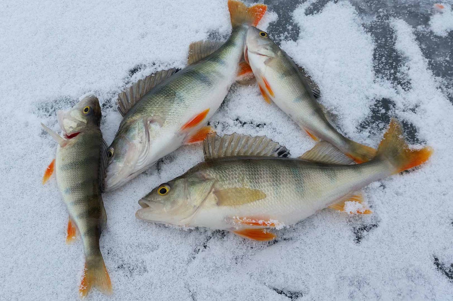 Fish on ice