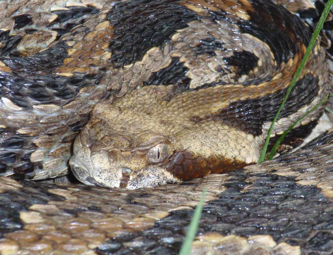 Timber rattlesnakes are among the most venomous snake species in the world.