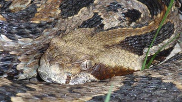 Timber rattlesnakes are among the most venomous snake species in the world.