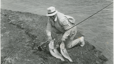 Black and white image of a striped bass angler.
