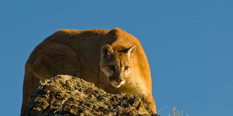Man Saves His Dog from a Mountain Lion Attack