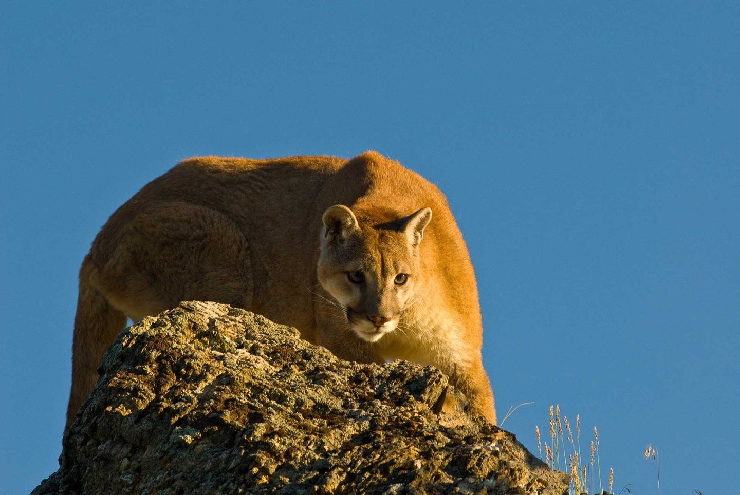 Mountain lion