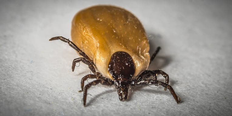 New Vaccine Developed By Massachusetts’ Doctor to Prevent Lyme Disease In Humans