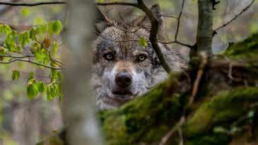 “Should We Have Closed the Season Sooner? Yes.” Wisconsin DNR Faces Backlash After Wolf Hunting Season Ends in an Uproar