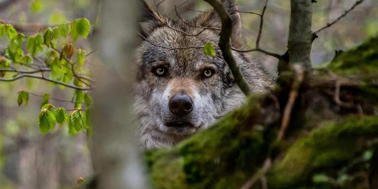 “Should We Have Closed the Season Sooner? Yes.” Wisconsin DNR Faces Backlash After Wolf Hunting Season Ends in an Uproar