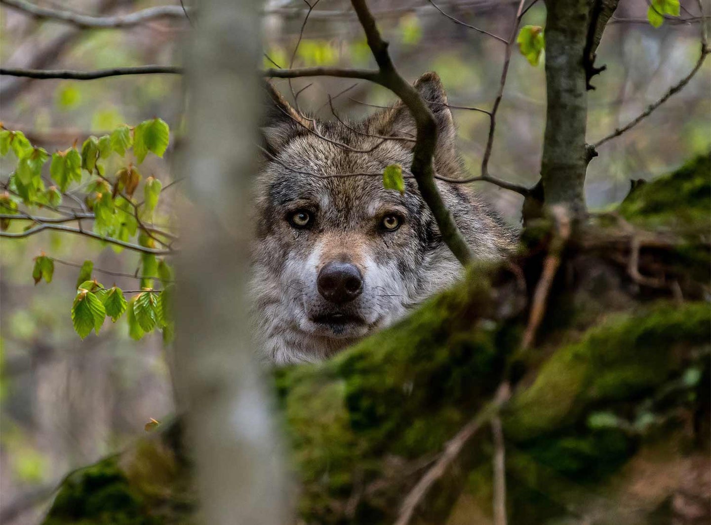 A wolf obscured by trees and brush.