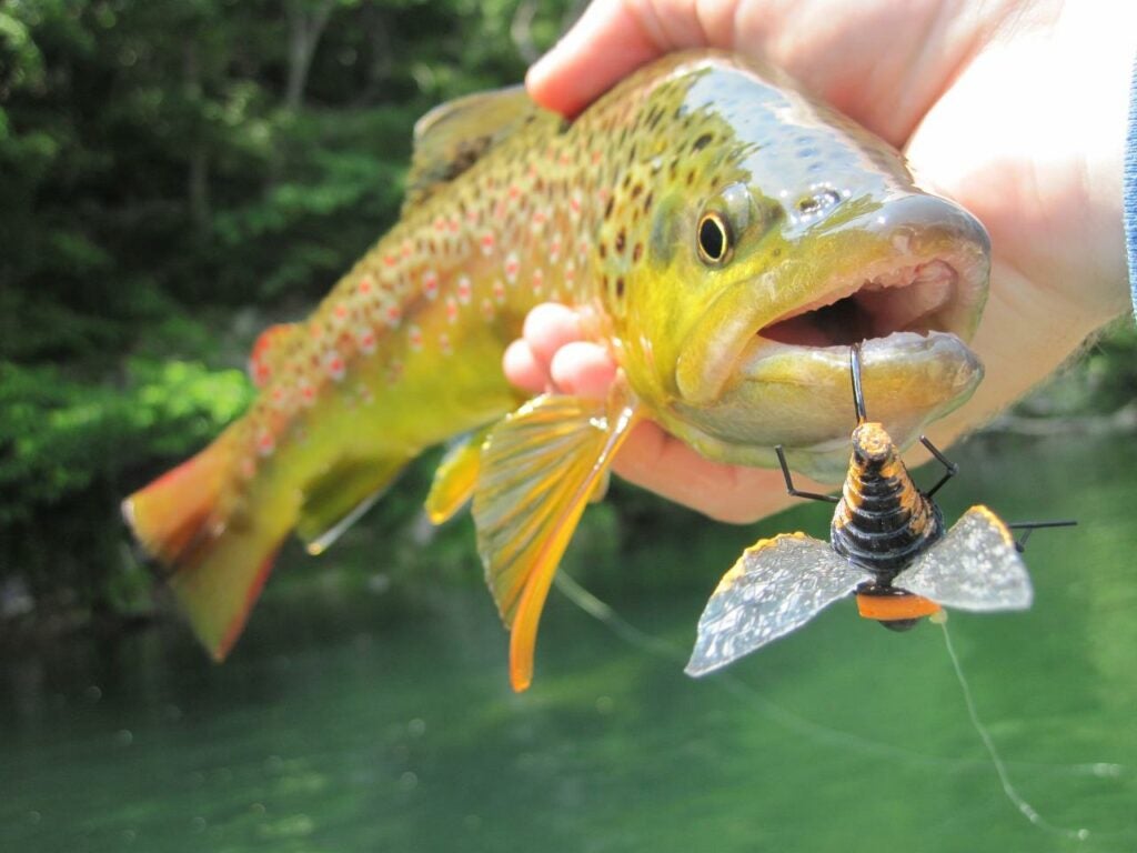 Brown trout with cicada fly fishing pattern in its mouth.