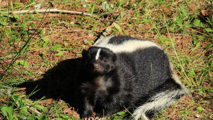 Skunk Vs. Black Bear: Which One Wins in a Standoff?