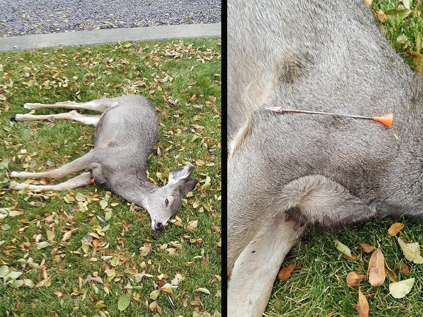 Side by side image of deer with darts in them.