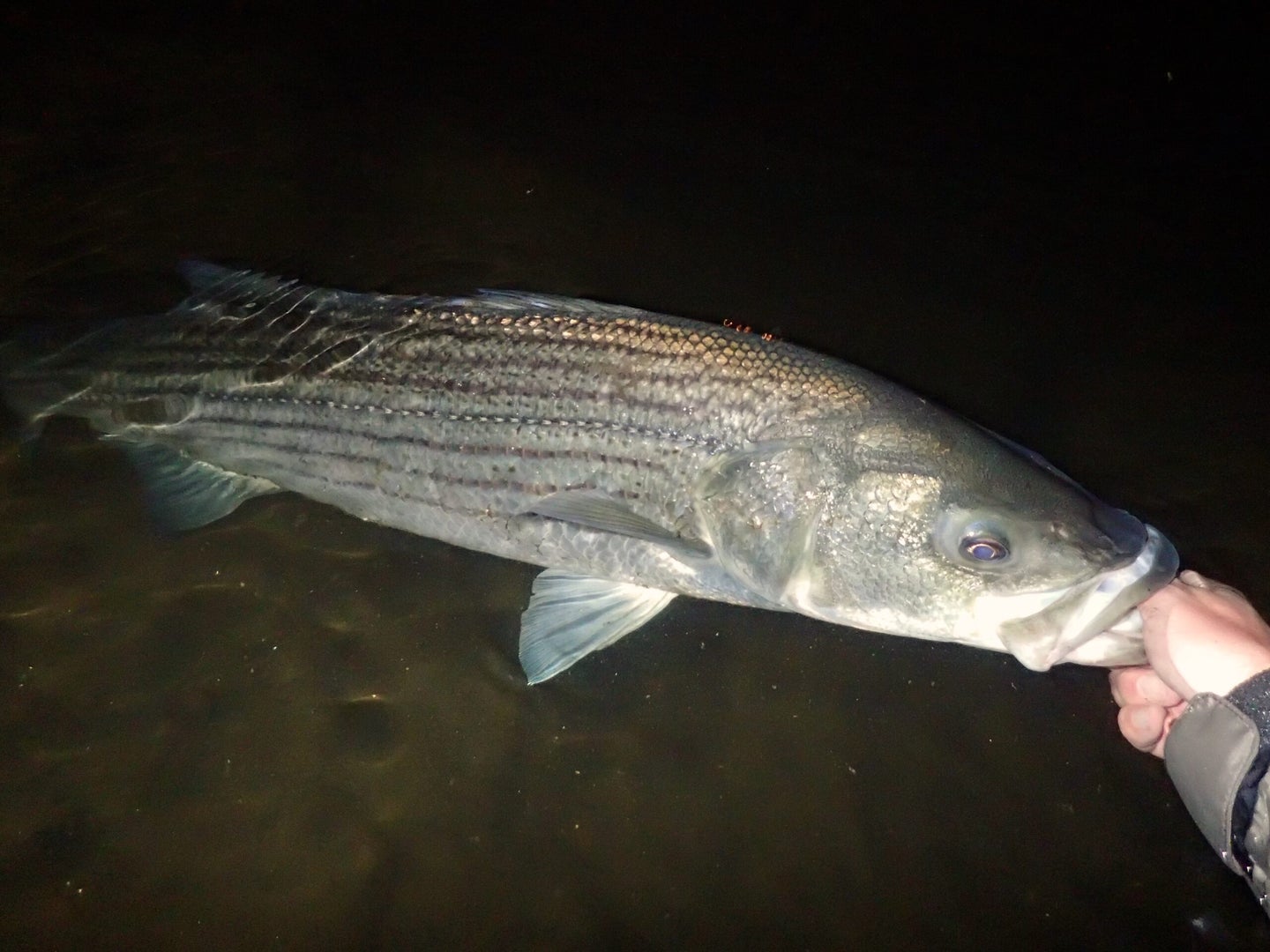Why Making a Tide Calendar for Striper Fishing Will Help You Land
