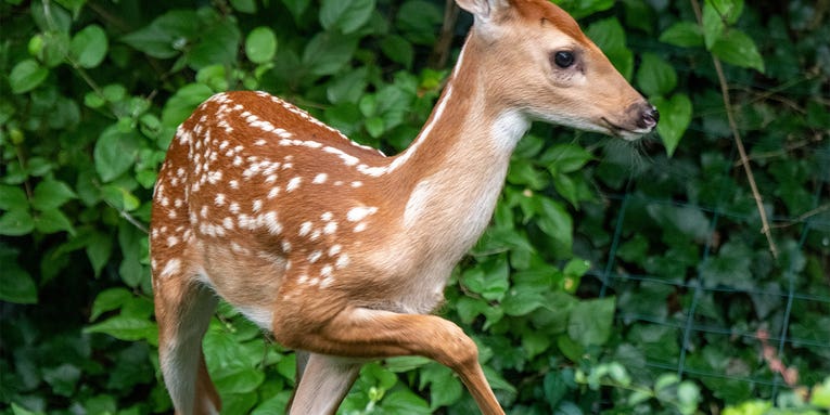 Are Pesticides Harming Deer Fawn Survival?