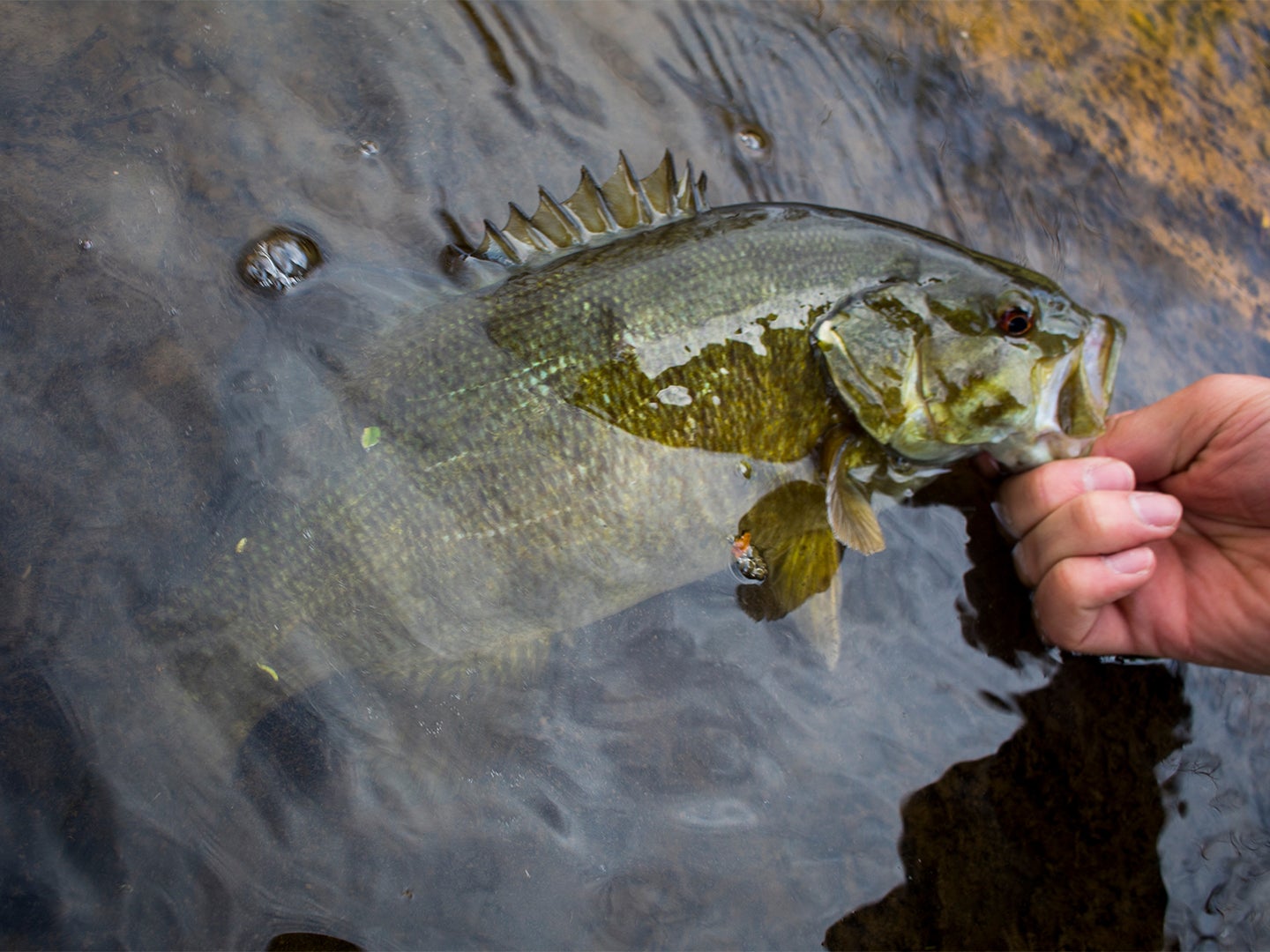 A smallmouth bass being pulled from the water.